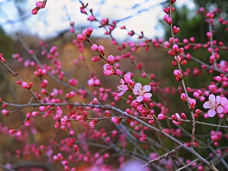 山桃花開幸福來